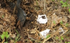 Ekoloģiski akcenti, Muzikālā koka stāsti un Porcelāns mežā MUZEJU NAKTĪ 18.maijā