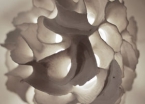PORCELĀNA PĀRTIKA